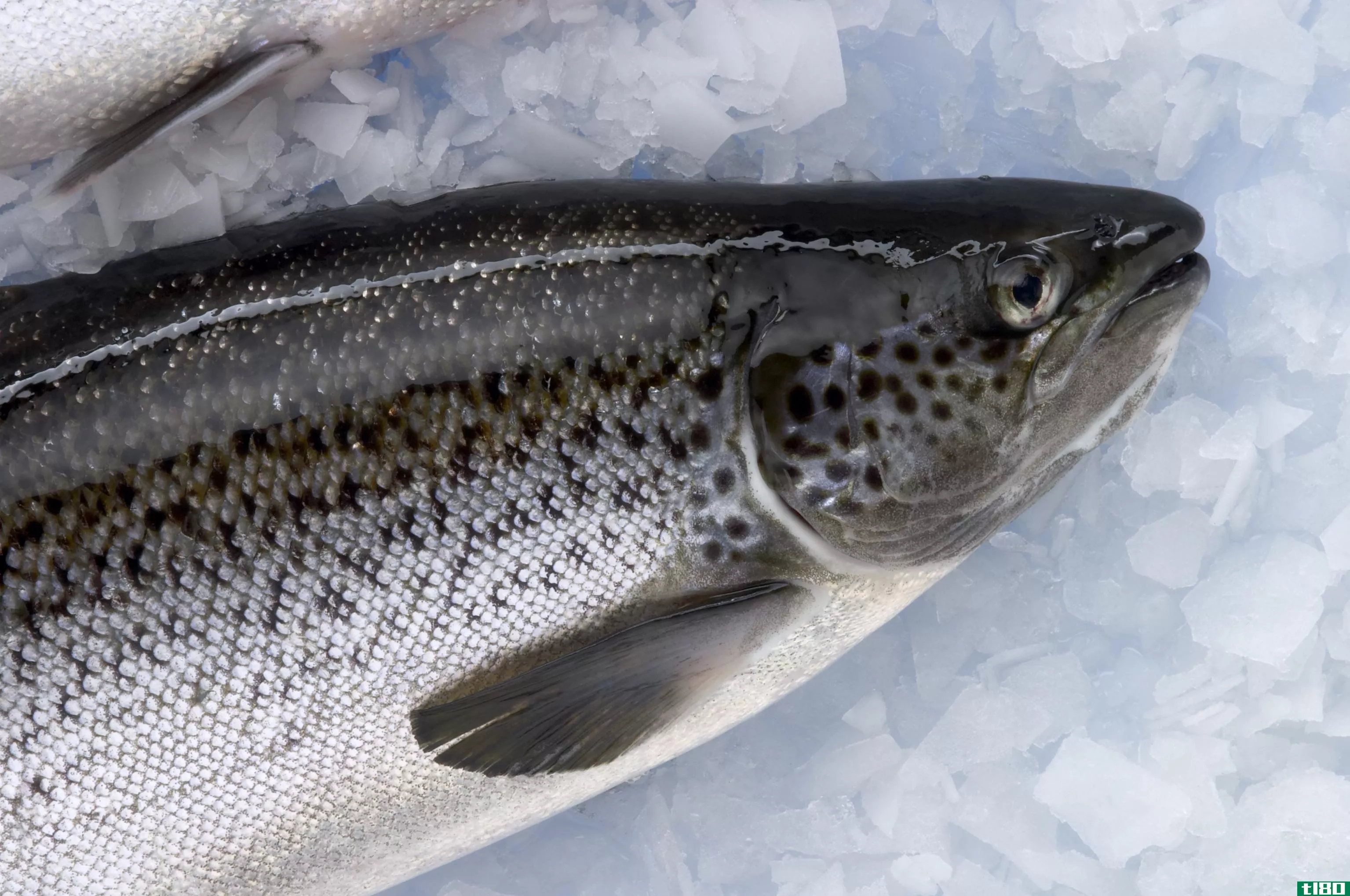 fda将鲑鱼列为第一种可以安全食用的转基因动物
