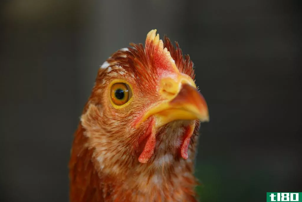 fda批准转基因鸡肉，但不作为食品