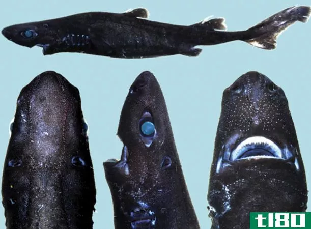 完美命名的忍者灯笼鲨是一种新的夜光鲨物种