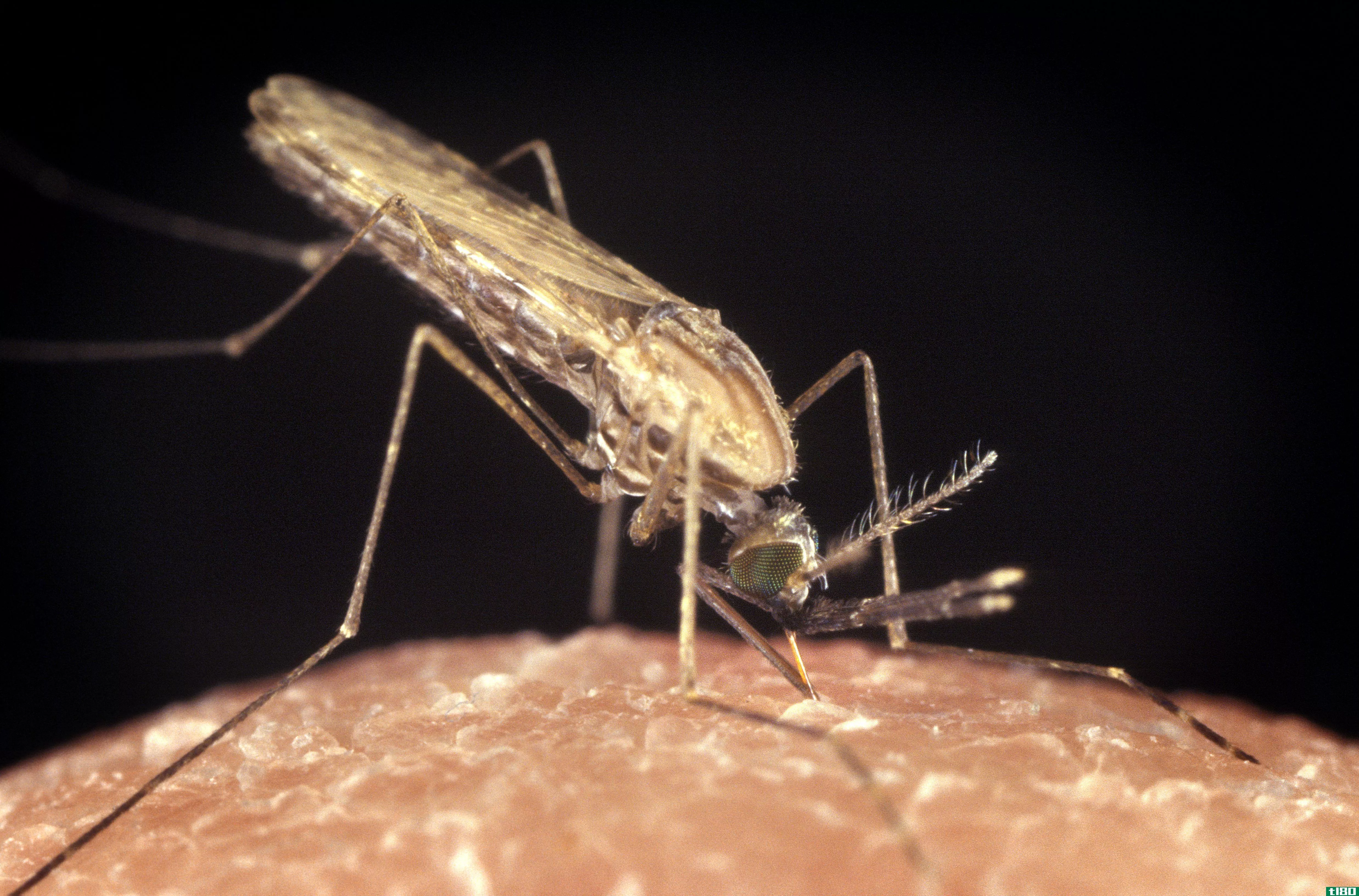 对流行疟疾药物的抗药性有助于寄生虫在其他治疗中存活