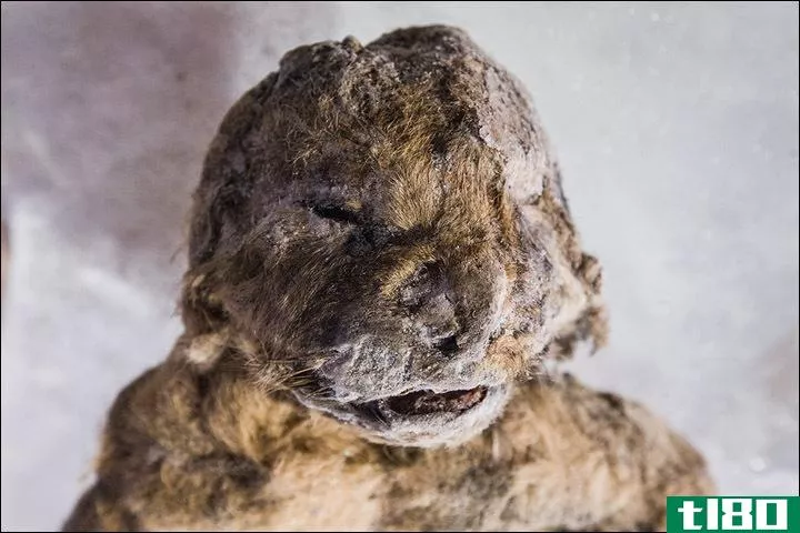 在西伯利亚发现的12000年后在冰上灭绝的洞穴狮子幼崽