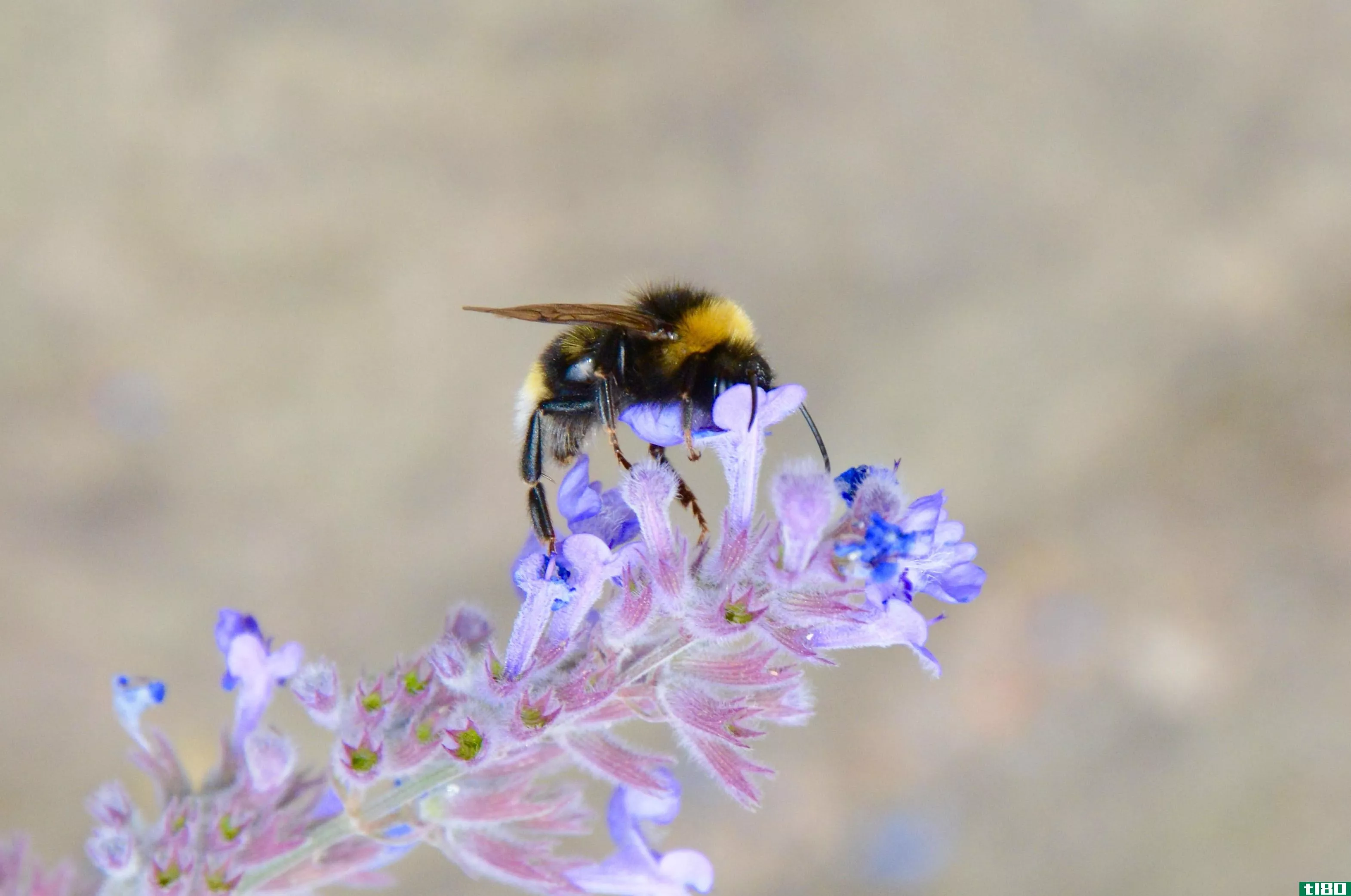 气候变化正在给全世界的大黄蜂种群带来致命的压力