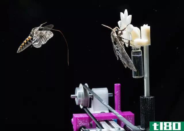 一个机器人花实验揭示了鹰蛾在黄昏时的视觉