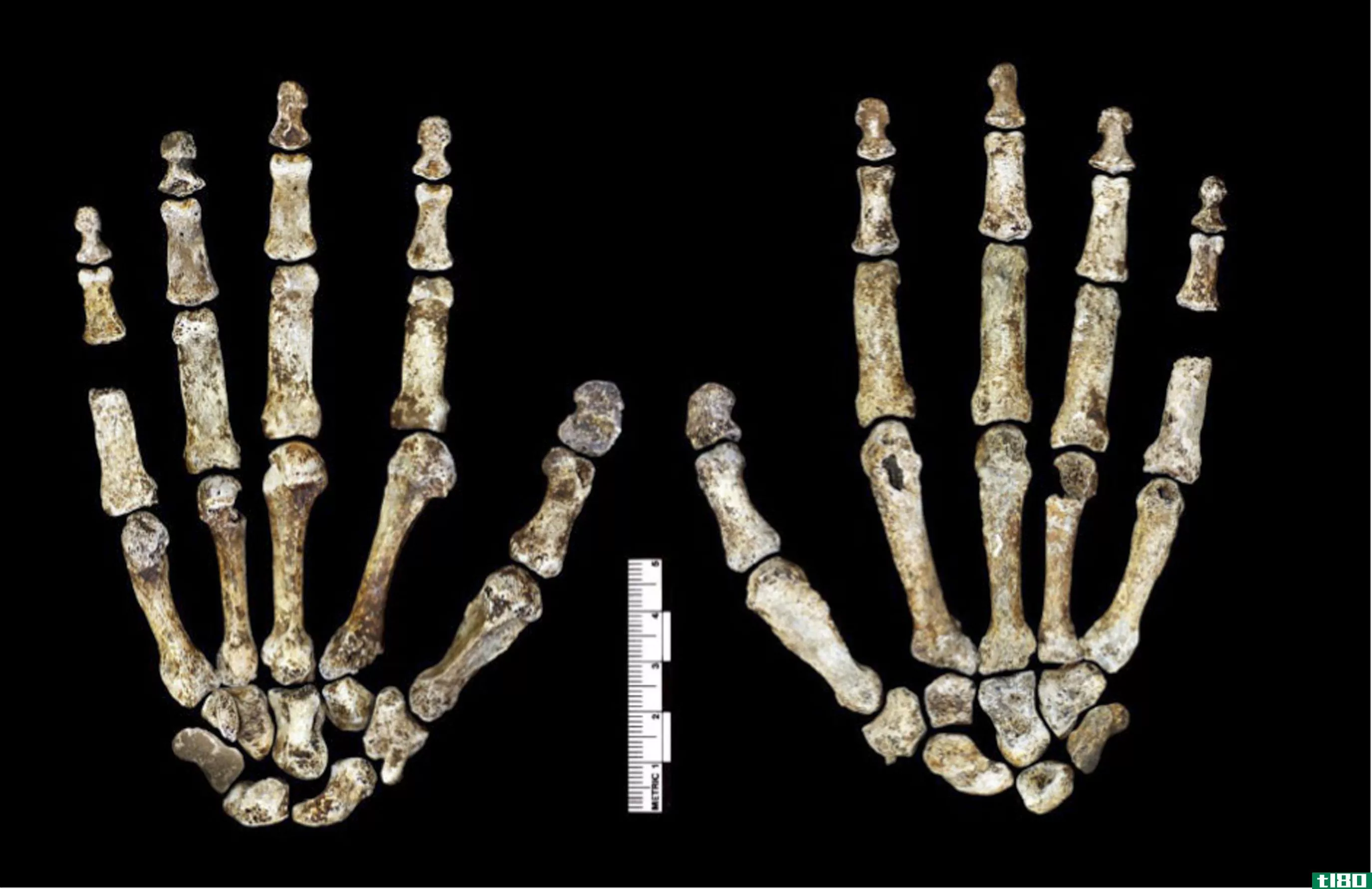 南非洞穴发现的古代人类新种