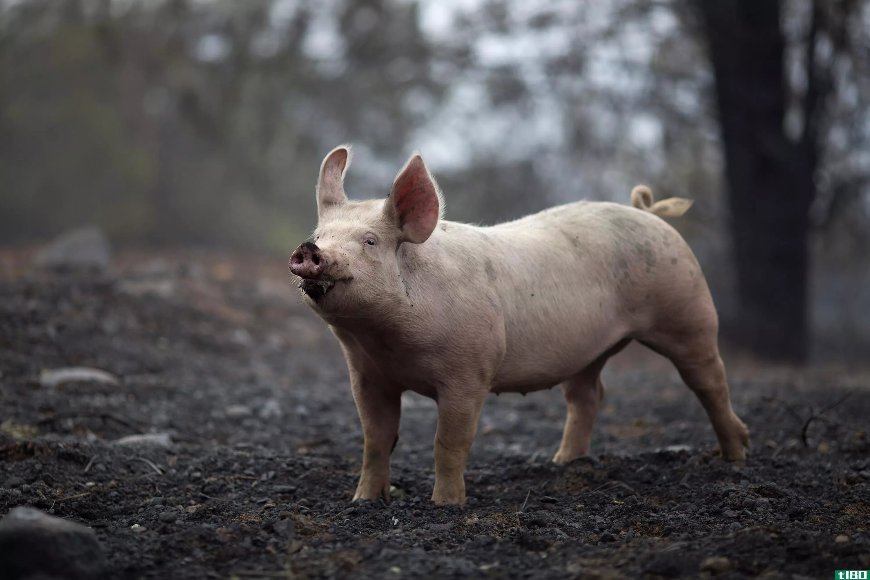 基因编辑有一天可以使猪的器官适合人类移植