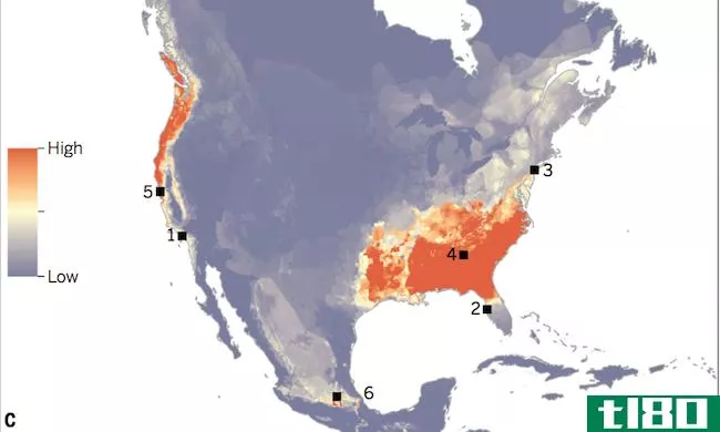 北美洲的蝾螈受到血性皮肤病的威胁