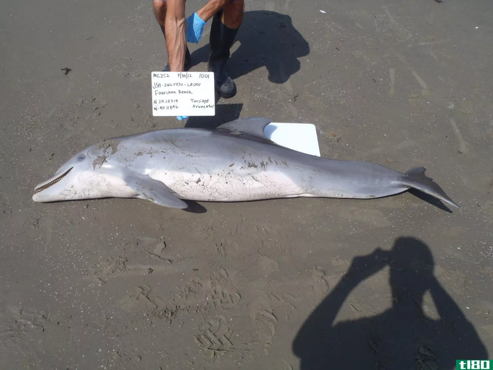 墨西哥湾海豚死亡与深水地平线石油泄漏有关