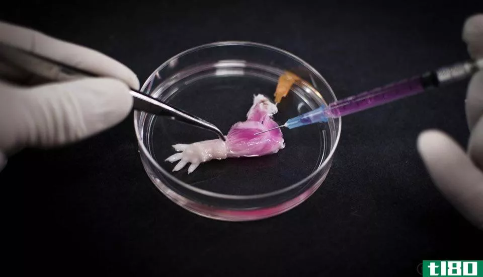 研究人员在实验室培育出了一条部分功能正常的老鼠肢体