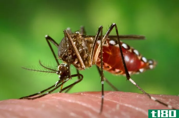 气候变化和城市化正在刺激寨卡等蚊媒疾病的爆发