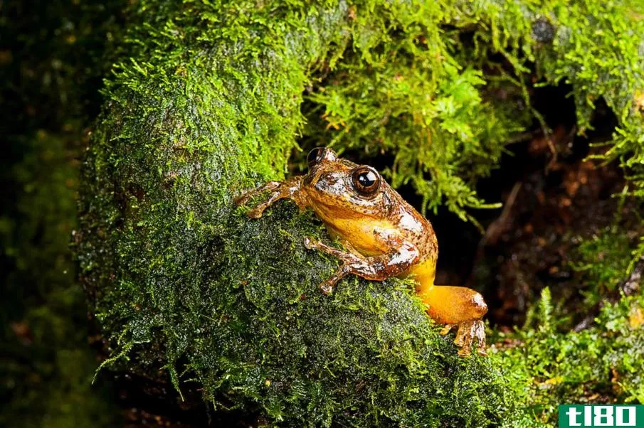 140年后重新发现的以母卵为食的树栖蛙