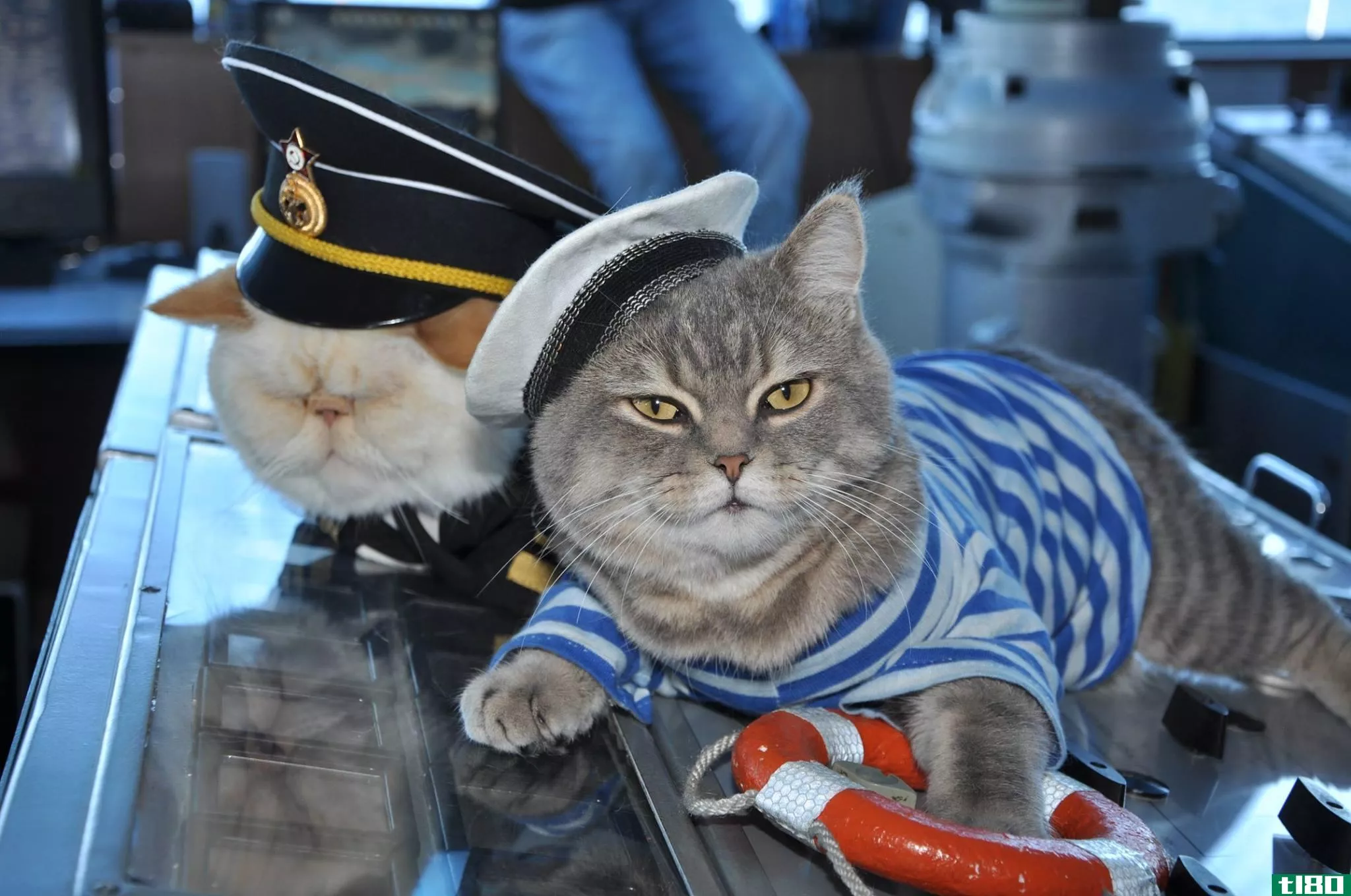 遇见猫船长和你的俄罗斯河游轮的第一只老鼠