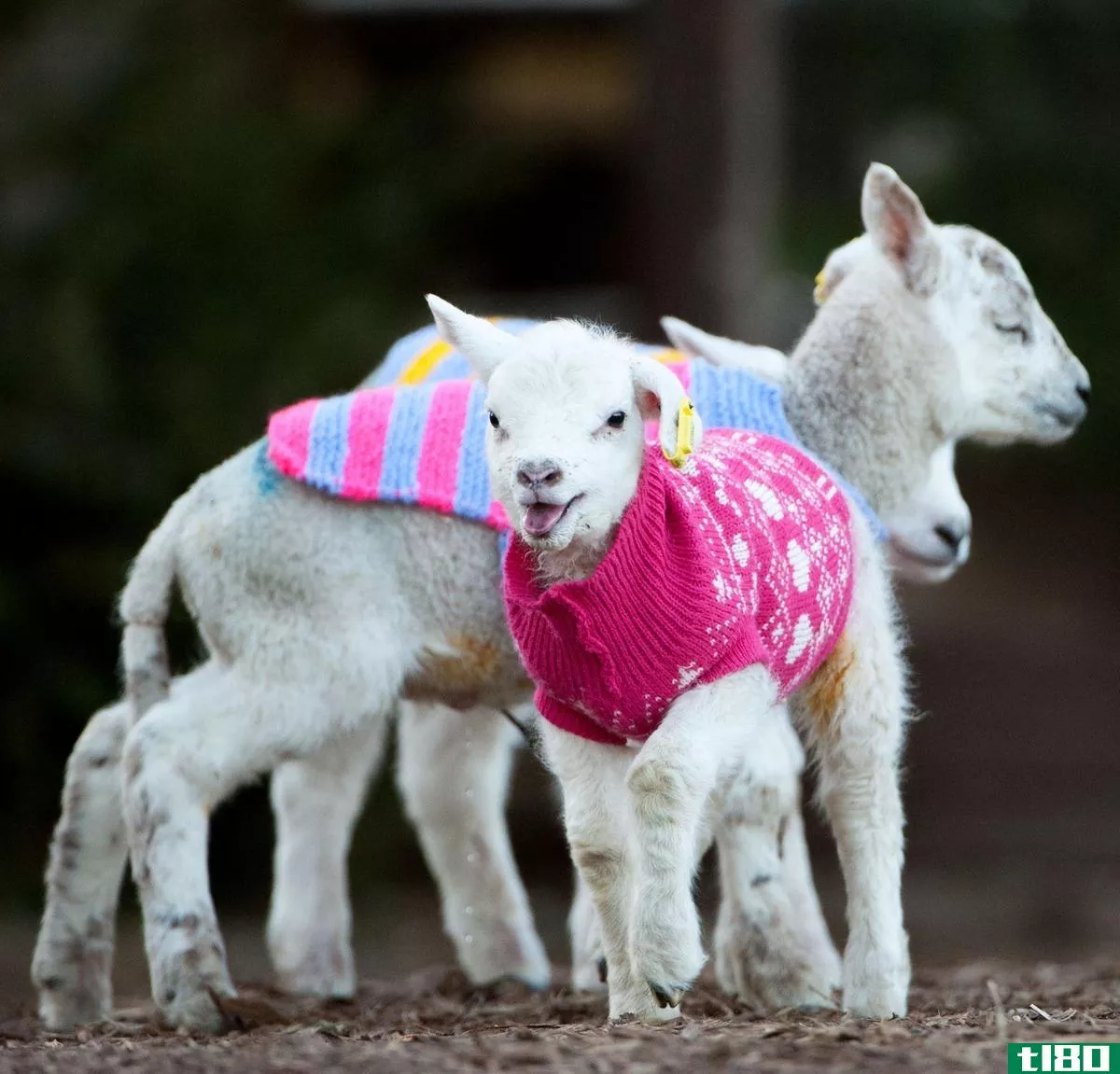 你最喜欢穿毛衣的可爱动物中的哪一个？