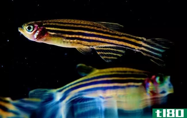 科学家用基因工程诱使彩虹斑马鱼研究皮肤细胞