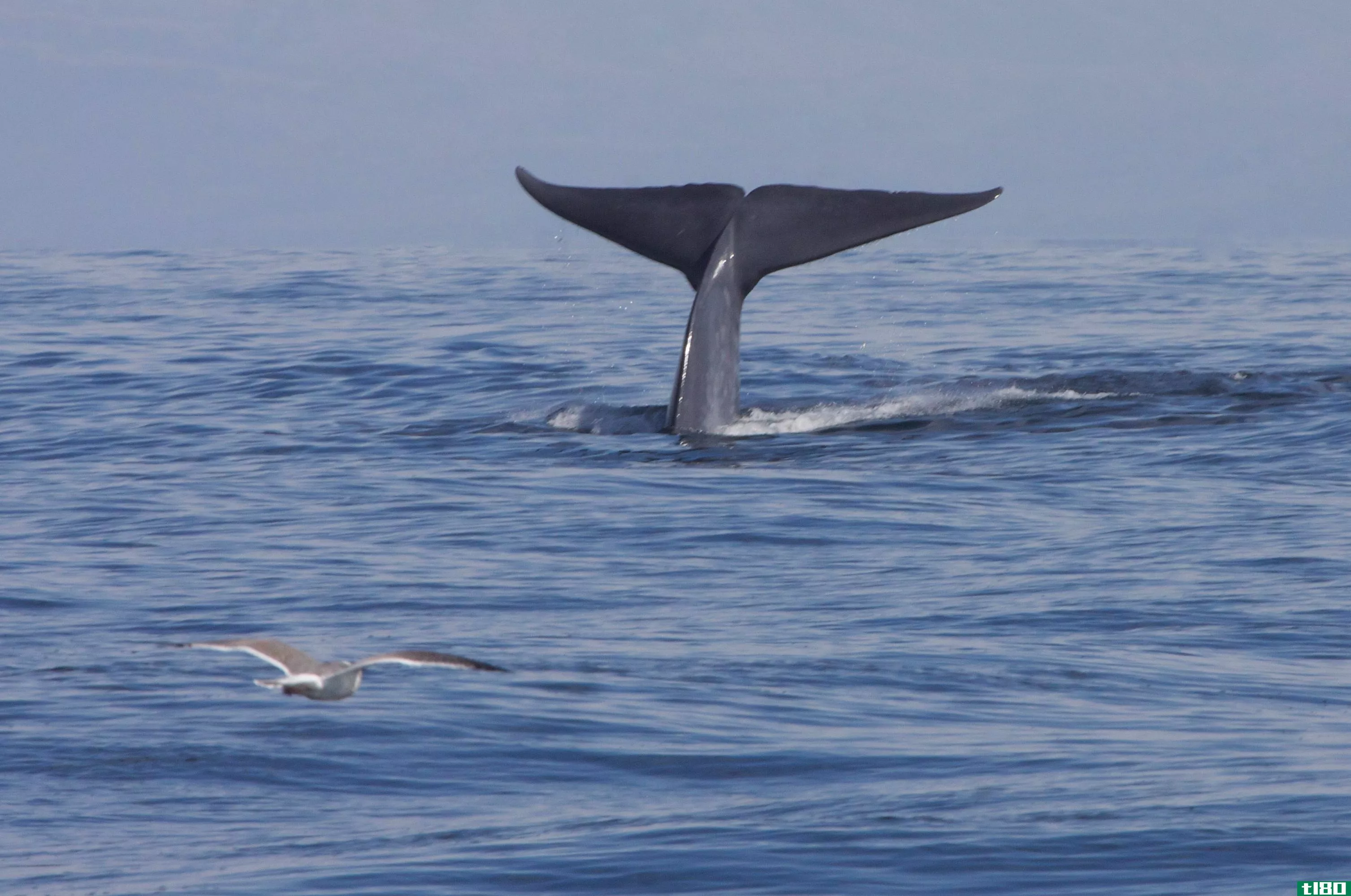 动物的边缘评论：蓝鲸