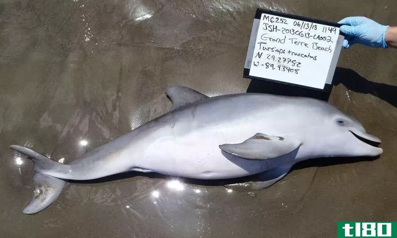 深水地平线石油泄漏导致新生海豚和胎儿死亡