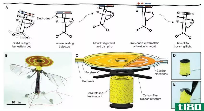 由于静电的作用，微小的机器蜜蜂现在可以在任何地方降落