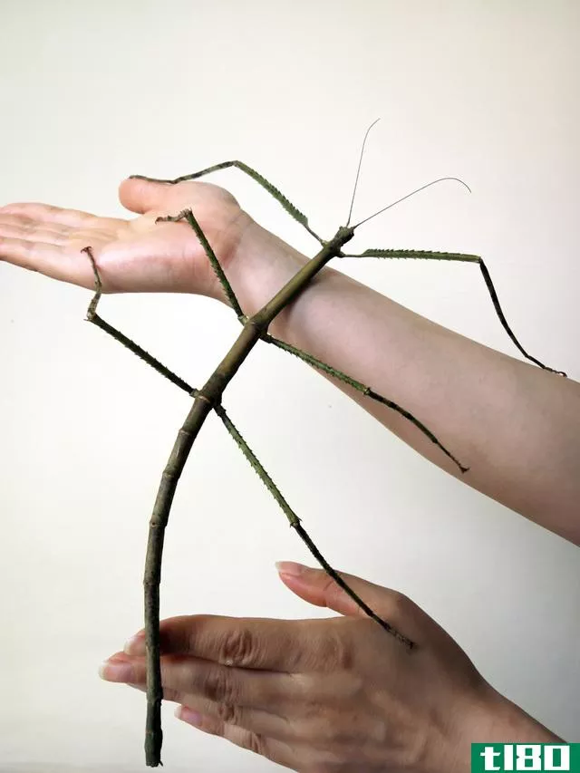 世界上最长的昆虫是你最可怕噩梦的两倍长