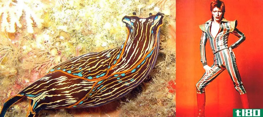 这个博客比较大卫鲍伊和海蛞蝓的照片完全有道理