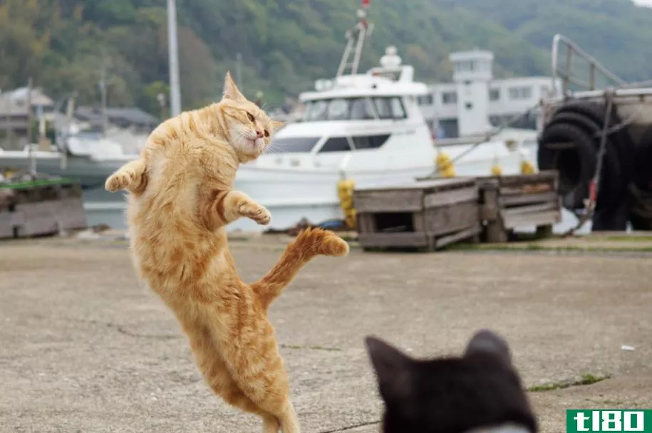 猫芭蕾，被禁止的猫舞蹈