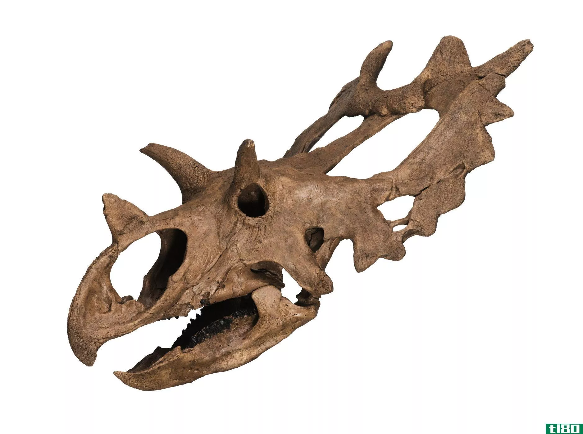业余化石猎人发现了一种名为朱迪思的卷颈恐龙
