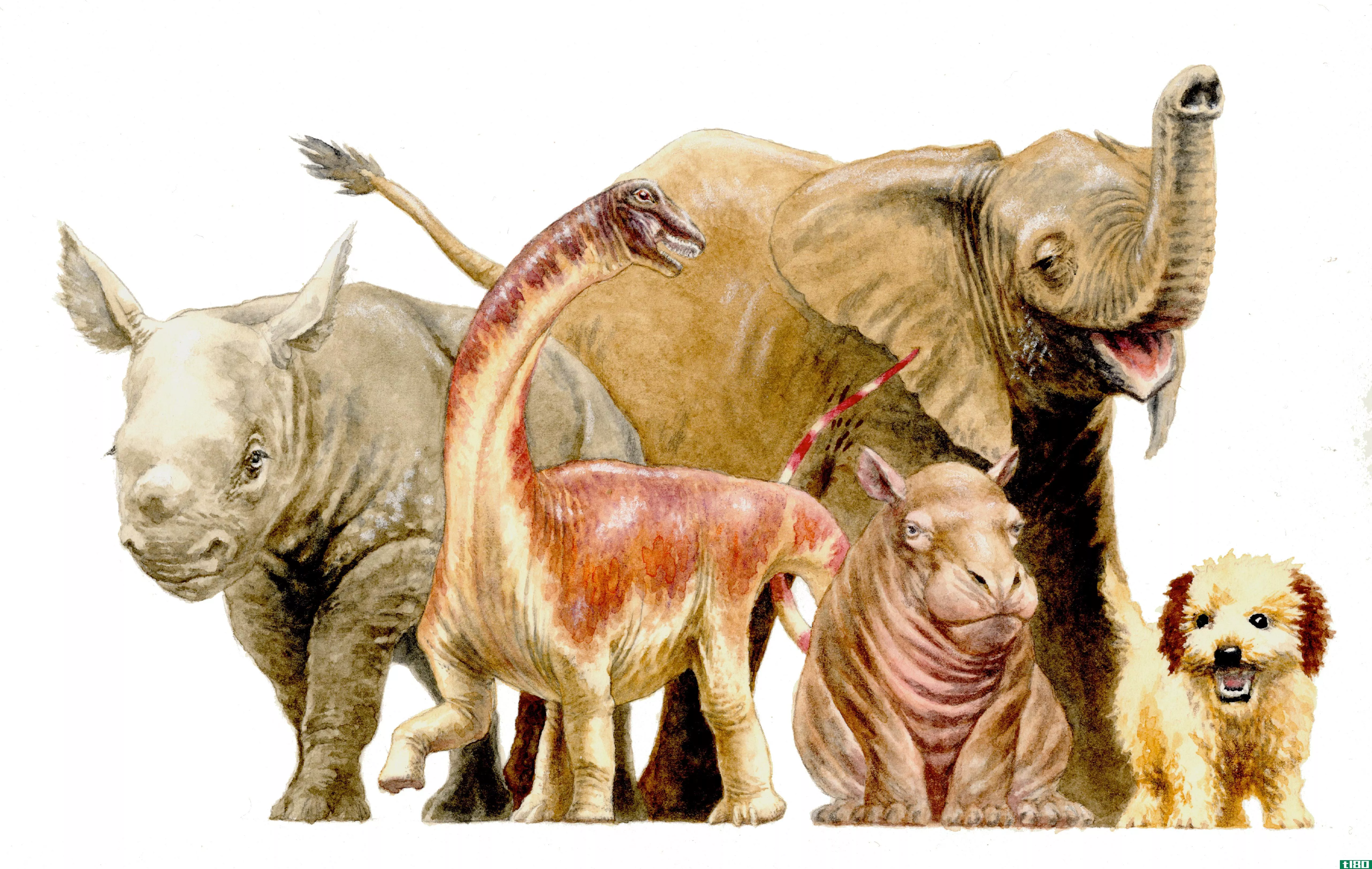 这只巨大的恐龙一开始只有人类婴儿那么大，而且长得非常快