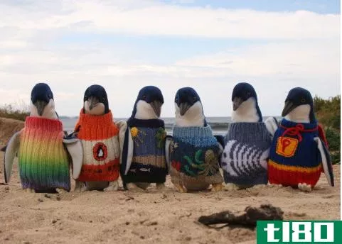 penguins in sweaters