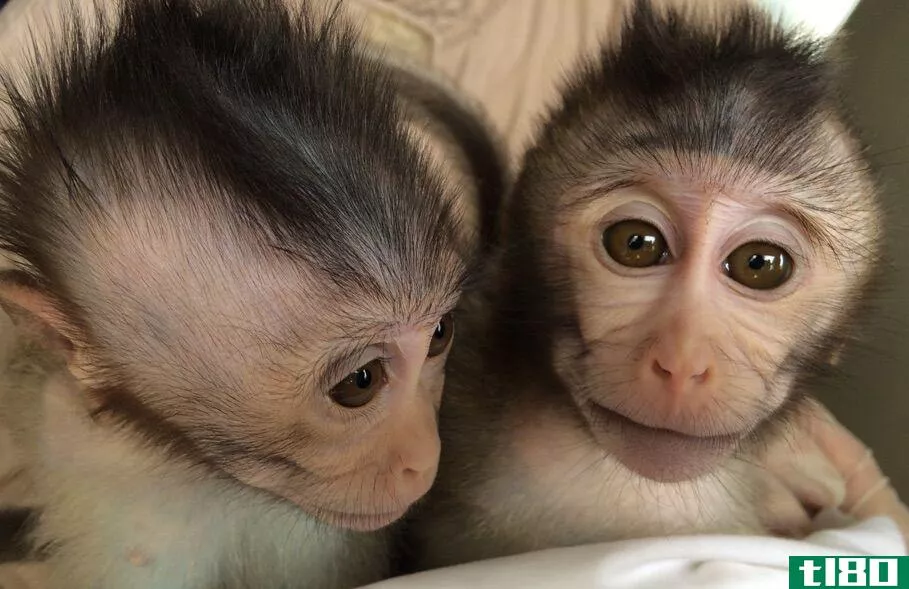科学家用基因改造猴子来研究自闭症