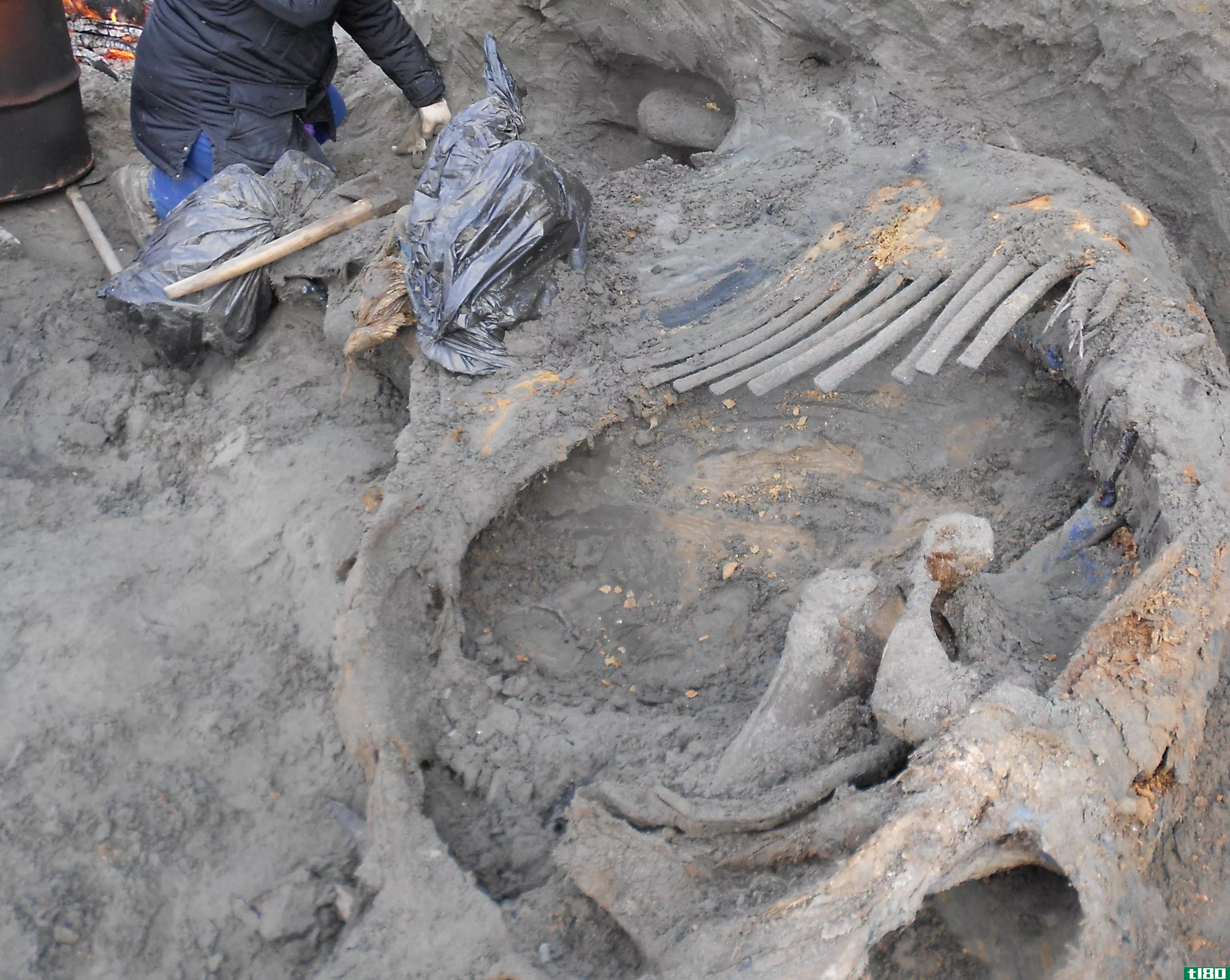 45000年前，这头冻僵的猛犸象的伤痕将人类置于北极