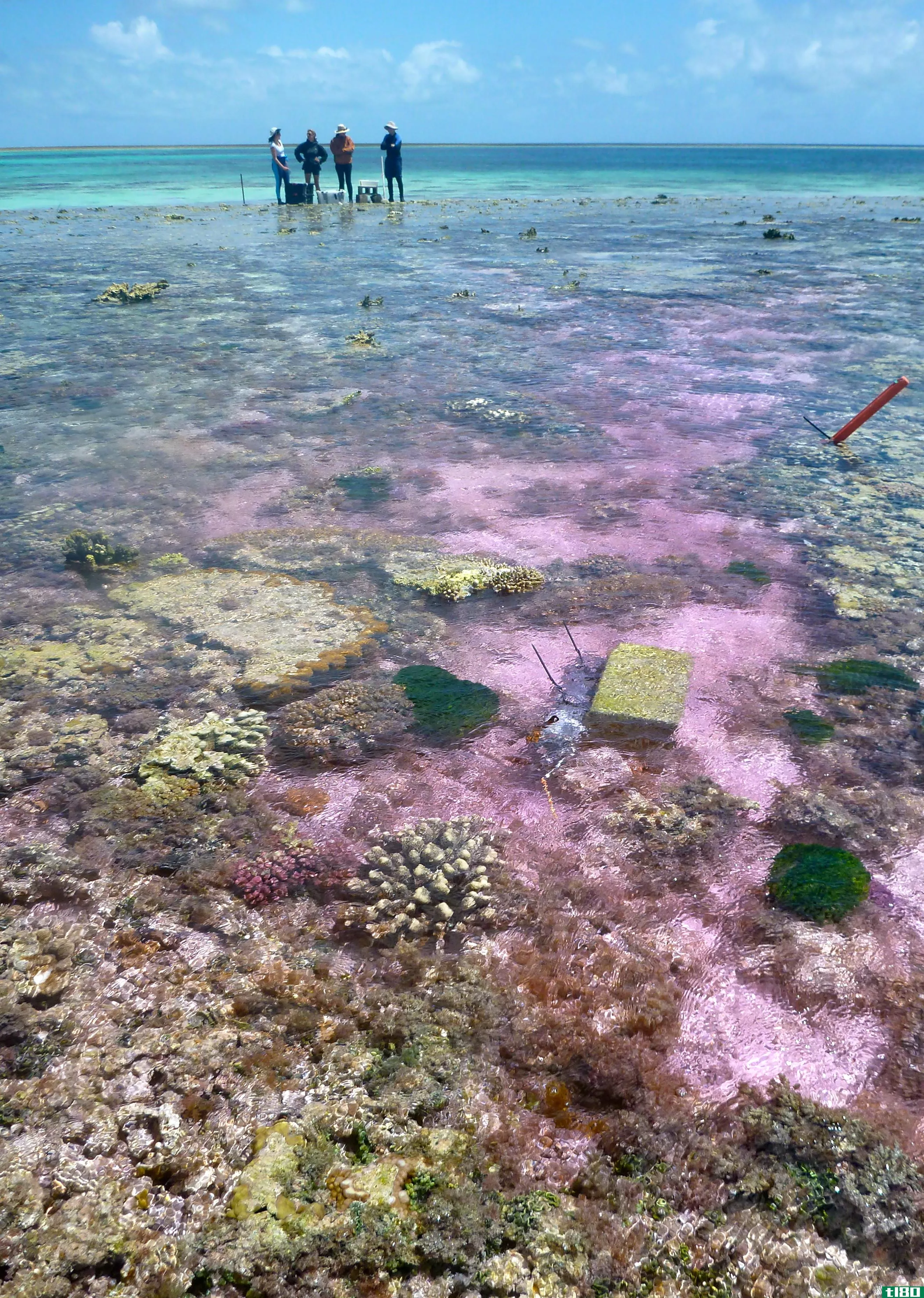 酸性海洋确实会伤害珊瑚礁，但这种伤害是可以逆转的
