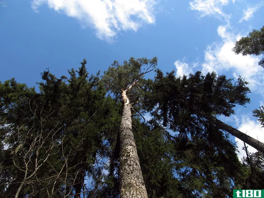如何用松树制造云：物理学家的食谱