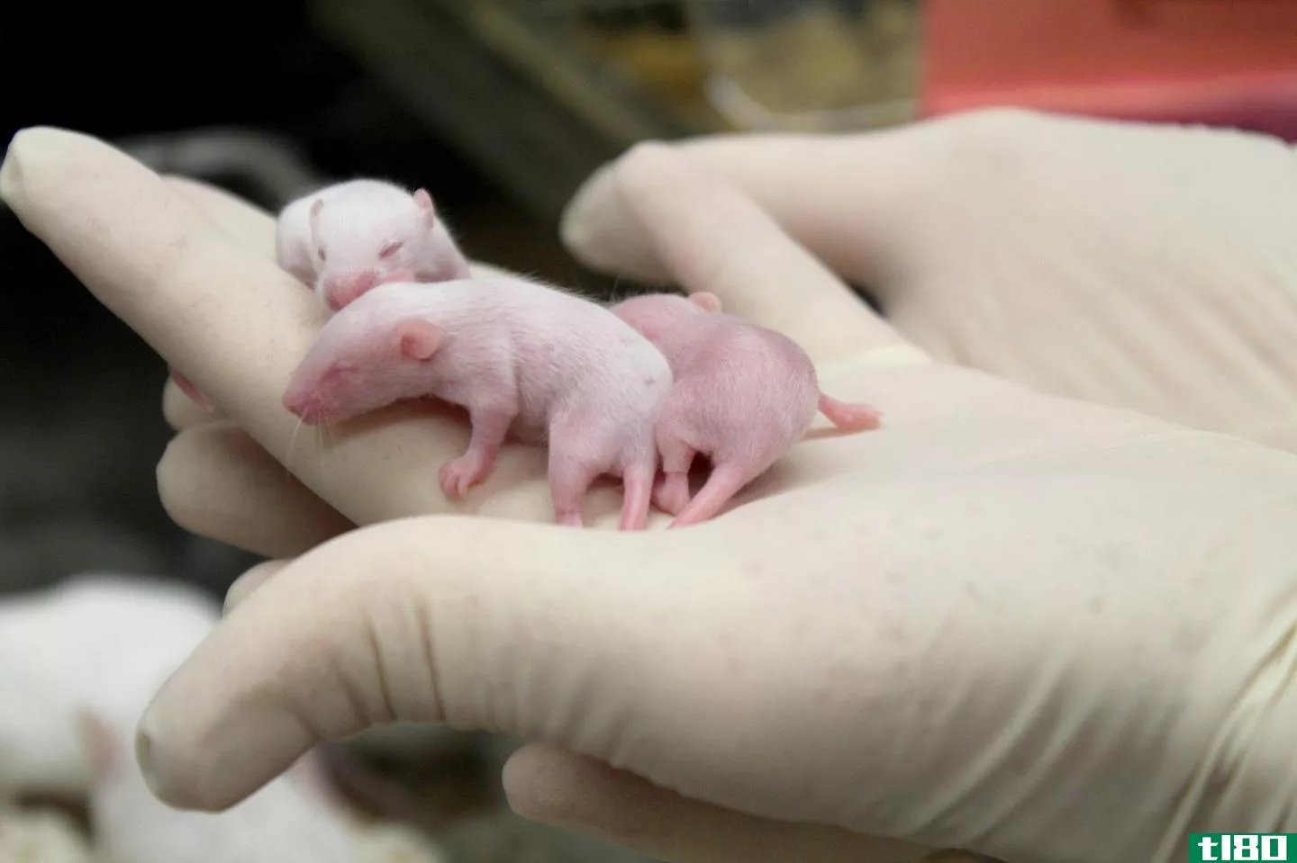 这些雄性老鼠没有y染色体，但他们还是生了孩子