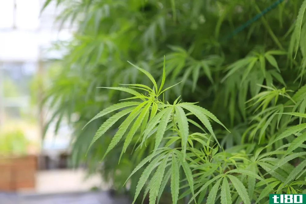 美国政府为更多的医用大麻研究打开了大门