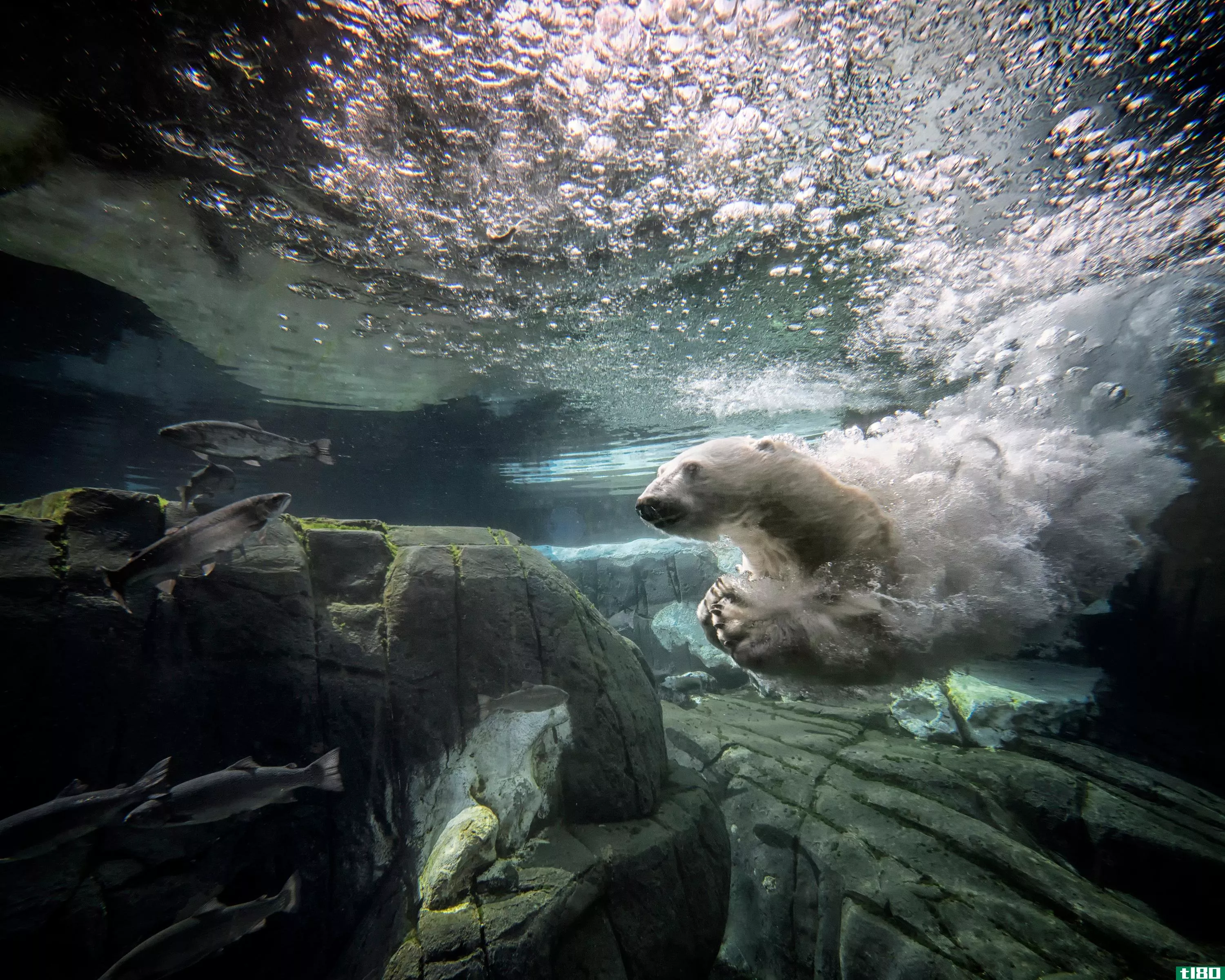 关于这条沉睡的北极熊溪流的13个问题