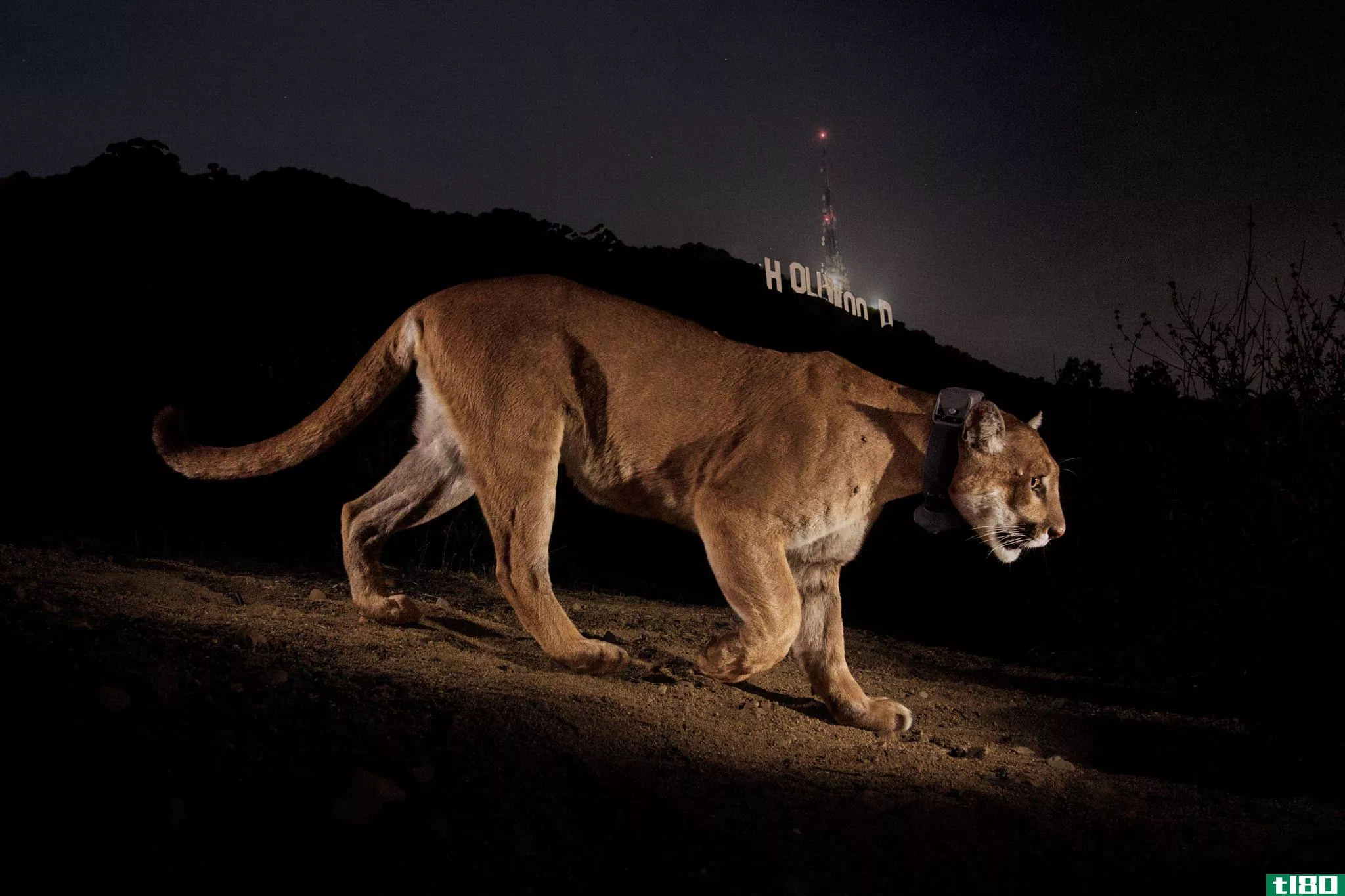 洛杉矶的山狮在哪里狩猎？