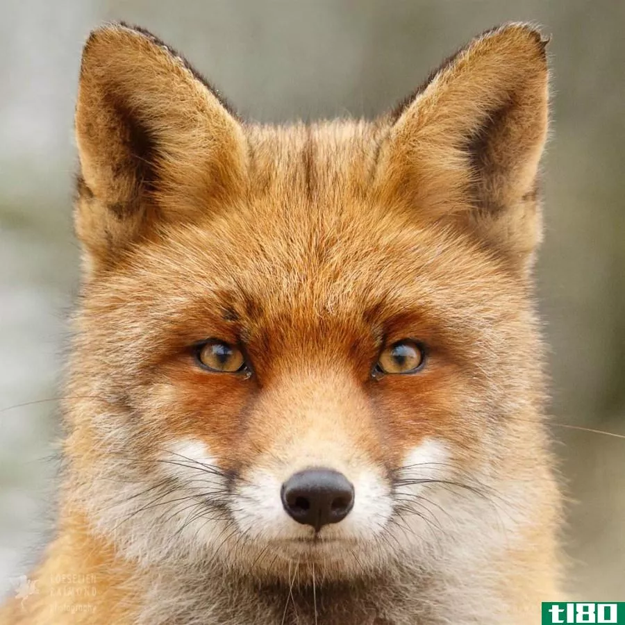 请欣赏小狐狸的美丽照片