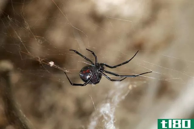 这种病毒从黑寡妇蜘蛛毒液中窃取dna来攻击猎物