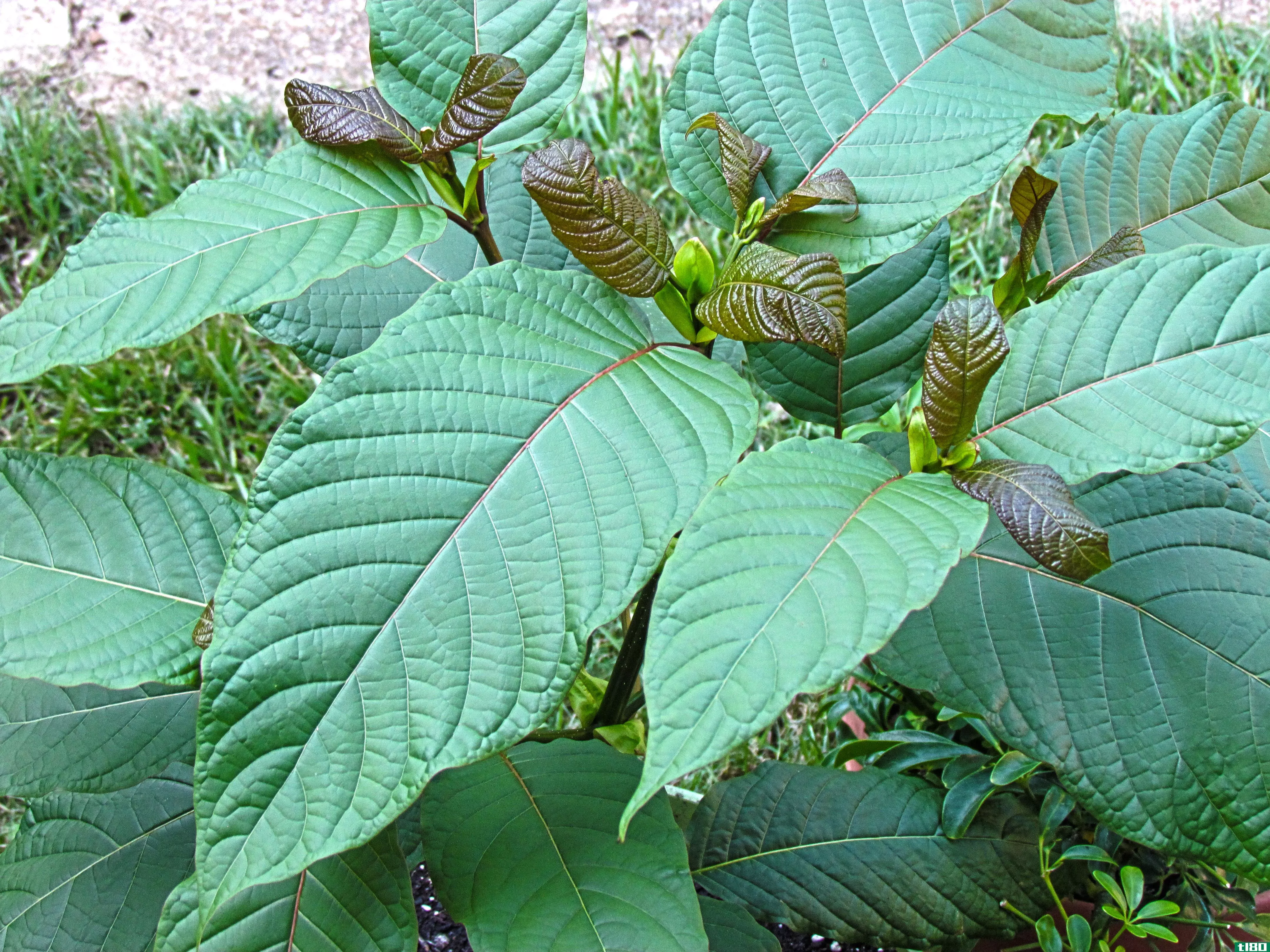 缉毒局推迟了对鸦片类植物kratom的禁令