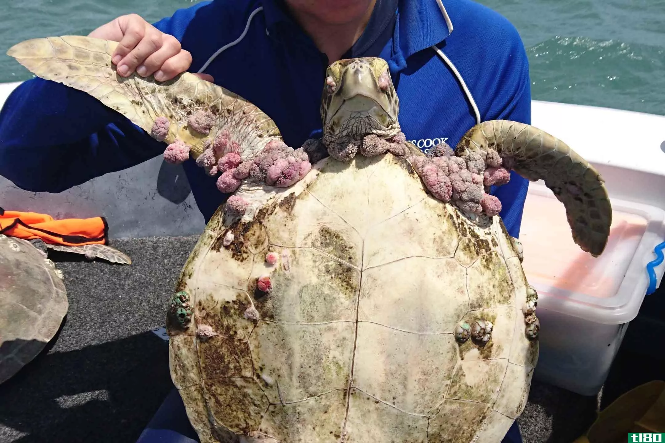 大堡礁海龟特有的疱疹爆发可能与污染有关
