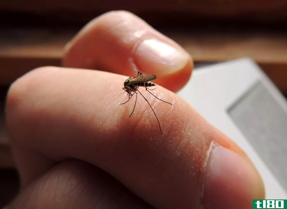 佛罗里达群岛批准了一个转基因蚊子的试验性释放来对抗寨卡病毒