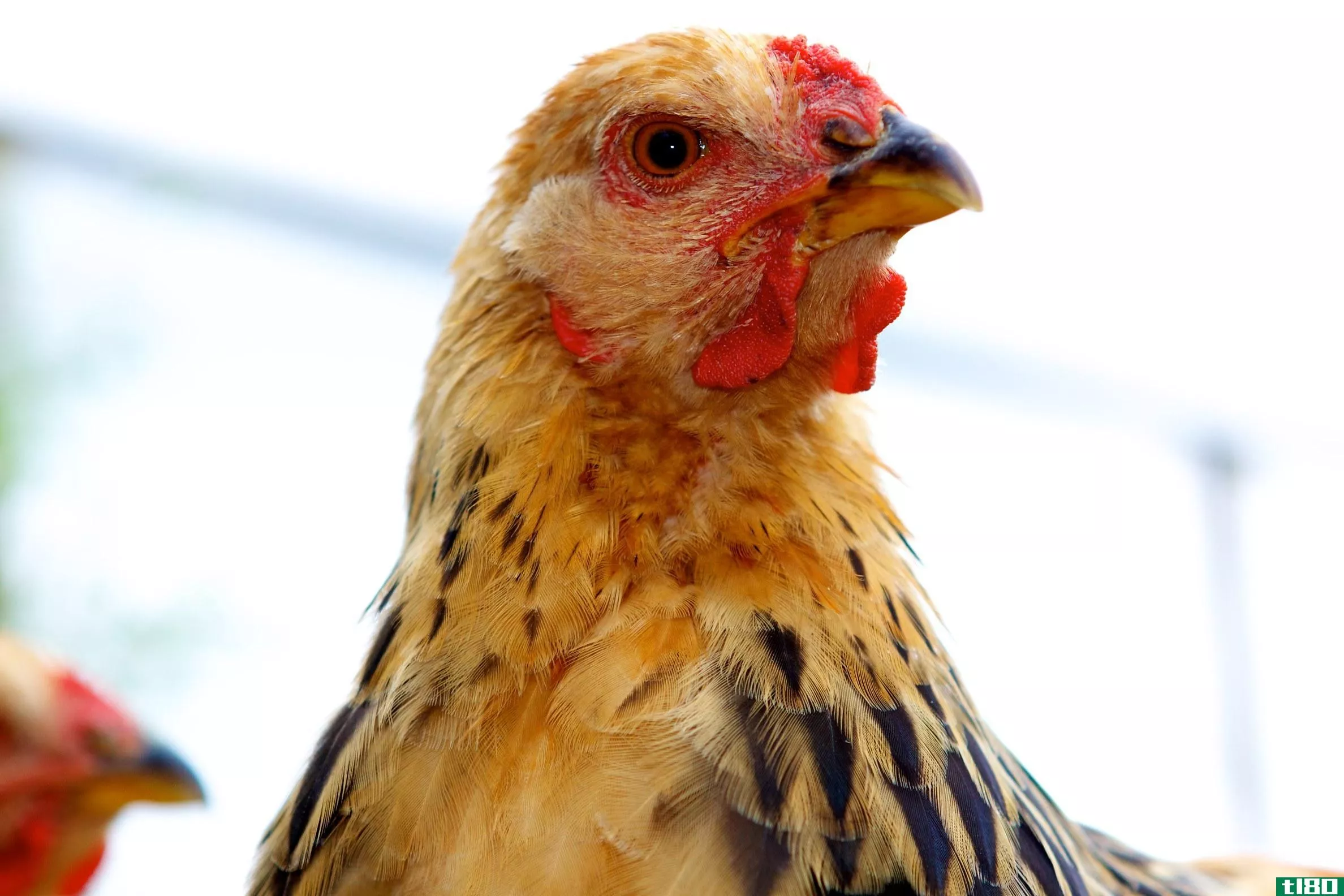 动物的边缘评论：鸡的至高无上