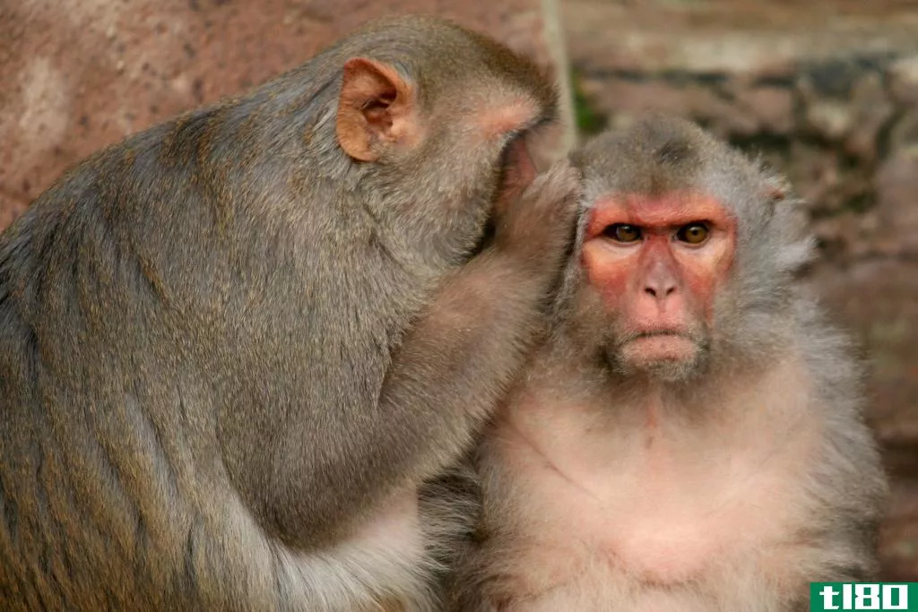 科学家说，猴子用头脑“打字”莎士比亚