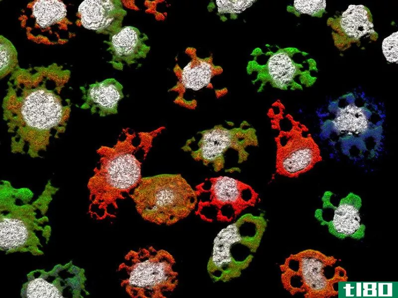 新型病毒让科学家重新思考感染