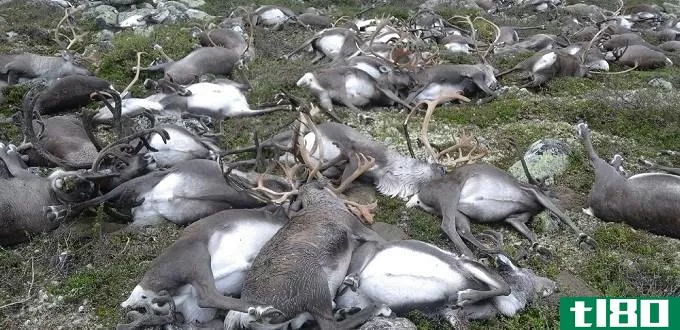 挪威323头驯鹿遭雷击身亡
