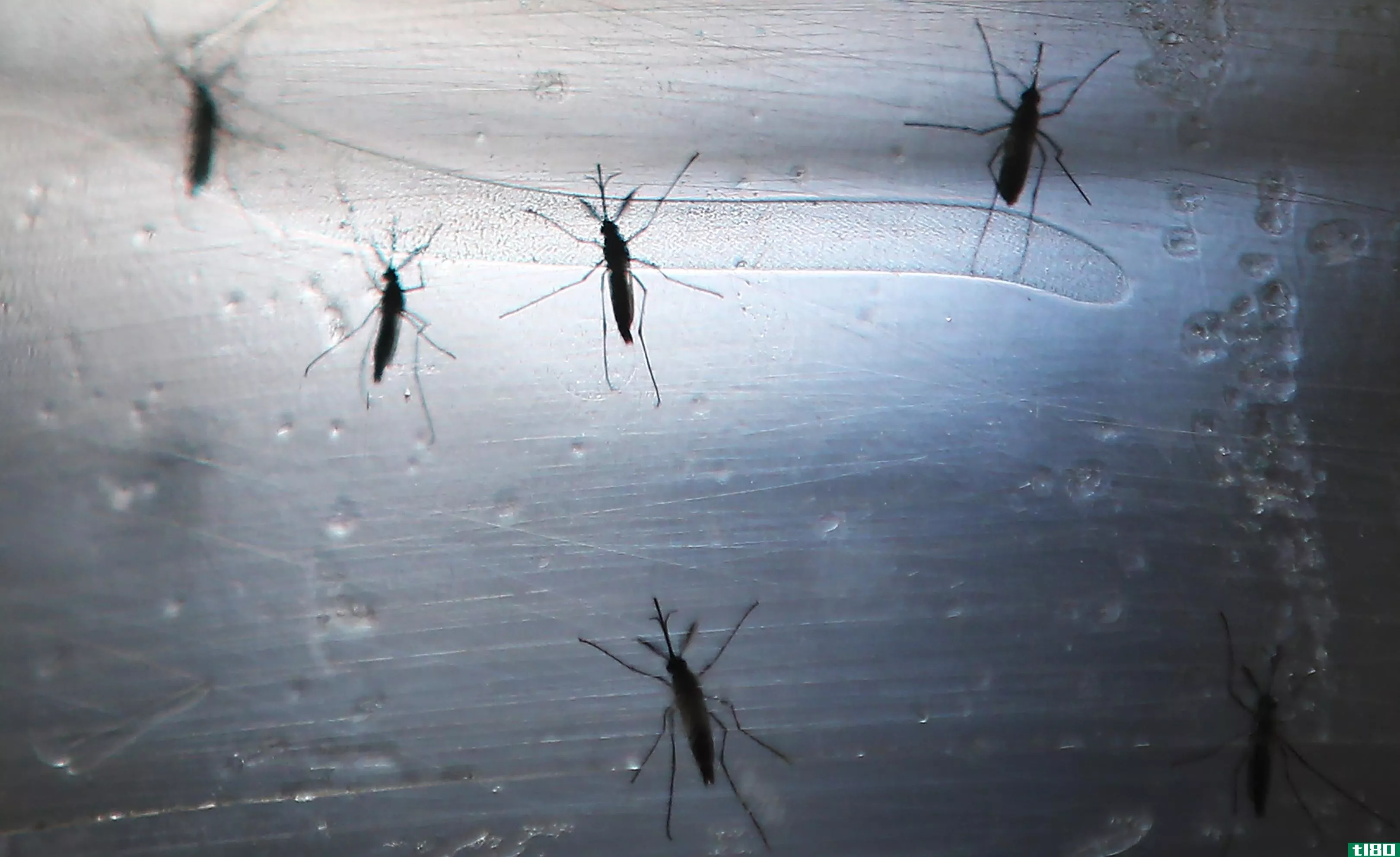美国发生首例由蚊子传播的寨卡病毒病例