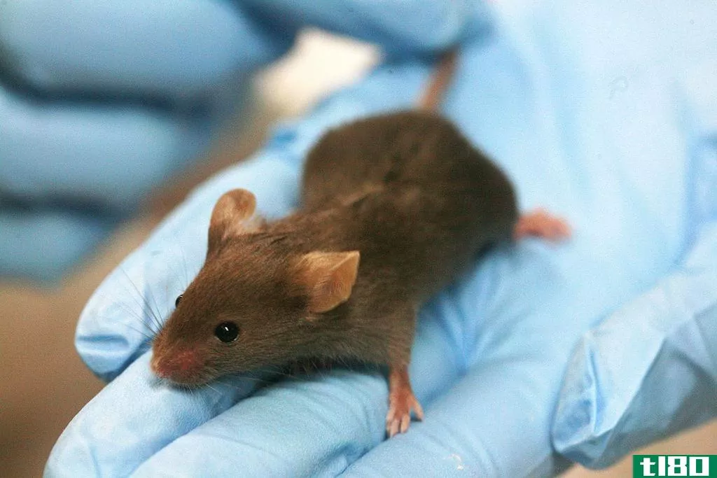 由皮肤细胞制成的老鼠卵可能为人类带来新的生育疗法