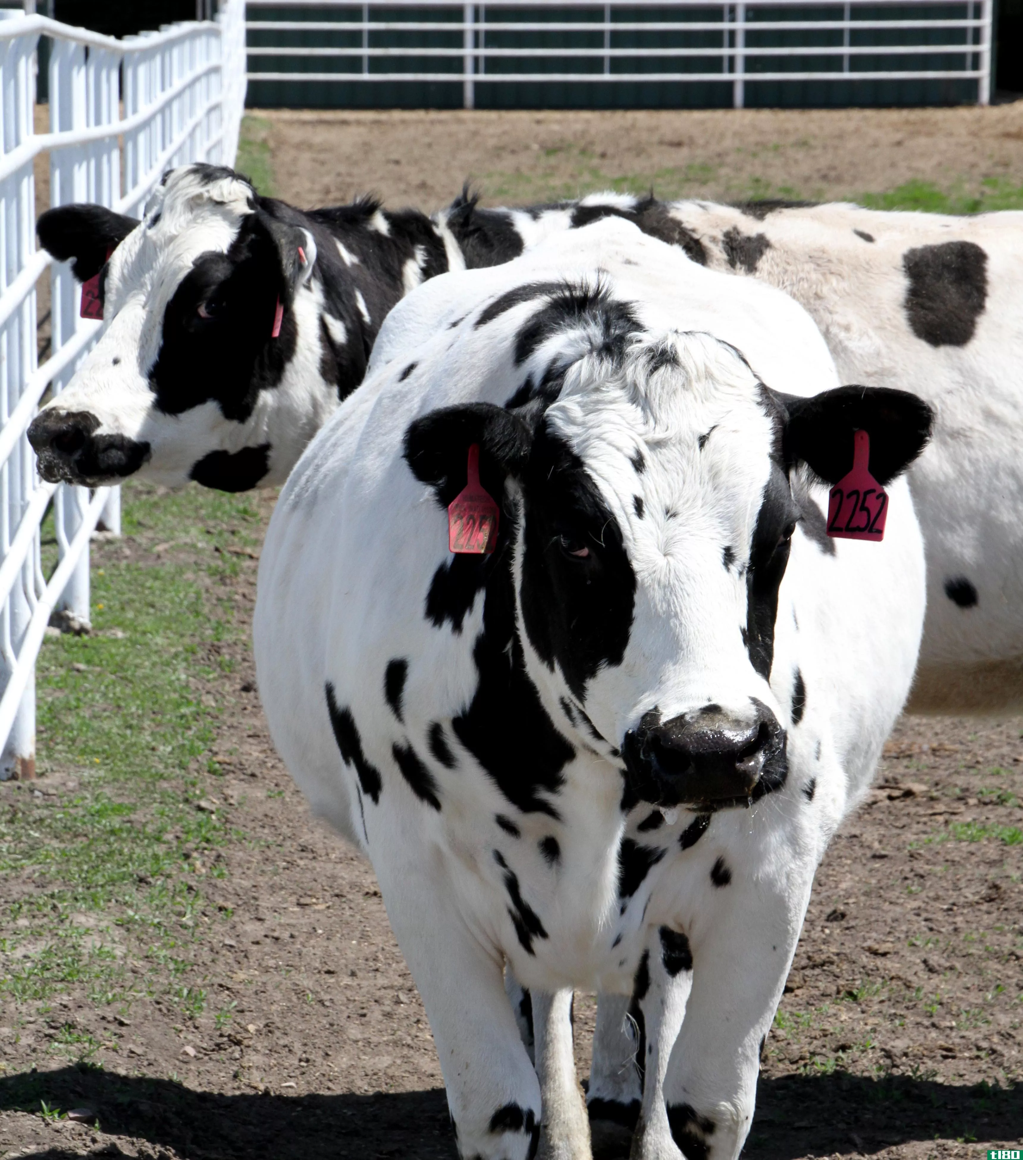 这些转基因奶牛是医学的未来吗？