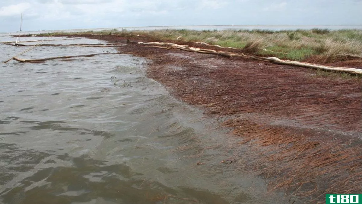 2010年深水地平线石油泄漏造成路易斯安那州广泛的土地侵蚀