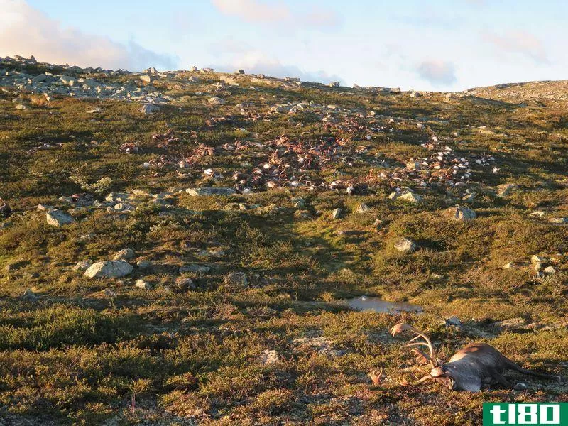 闪电究竟是如何在挪威杀死323头驯鹿的？