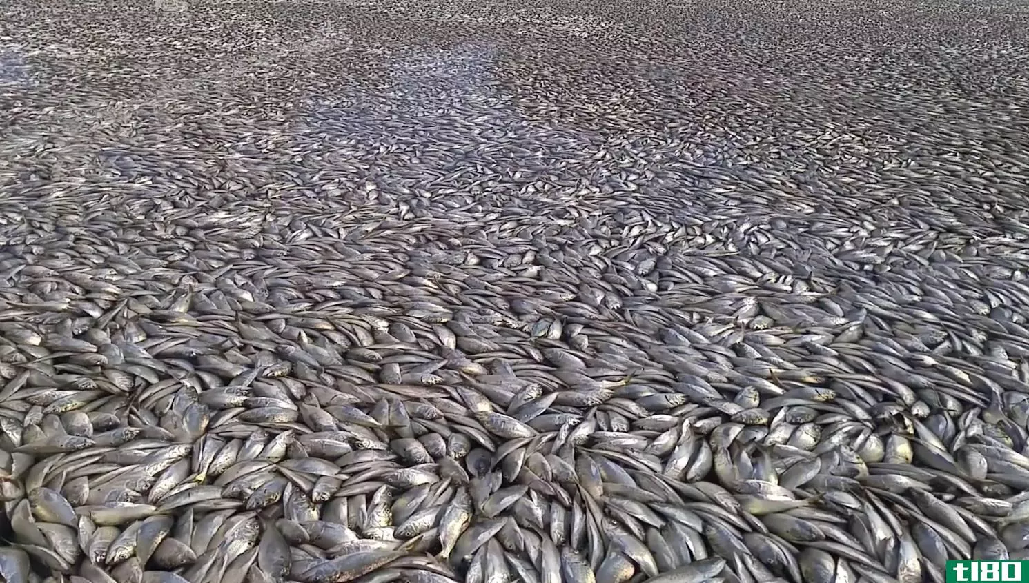 这些数千条死鱼堵塞长岛运河的视频将萦绕在你的梦中