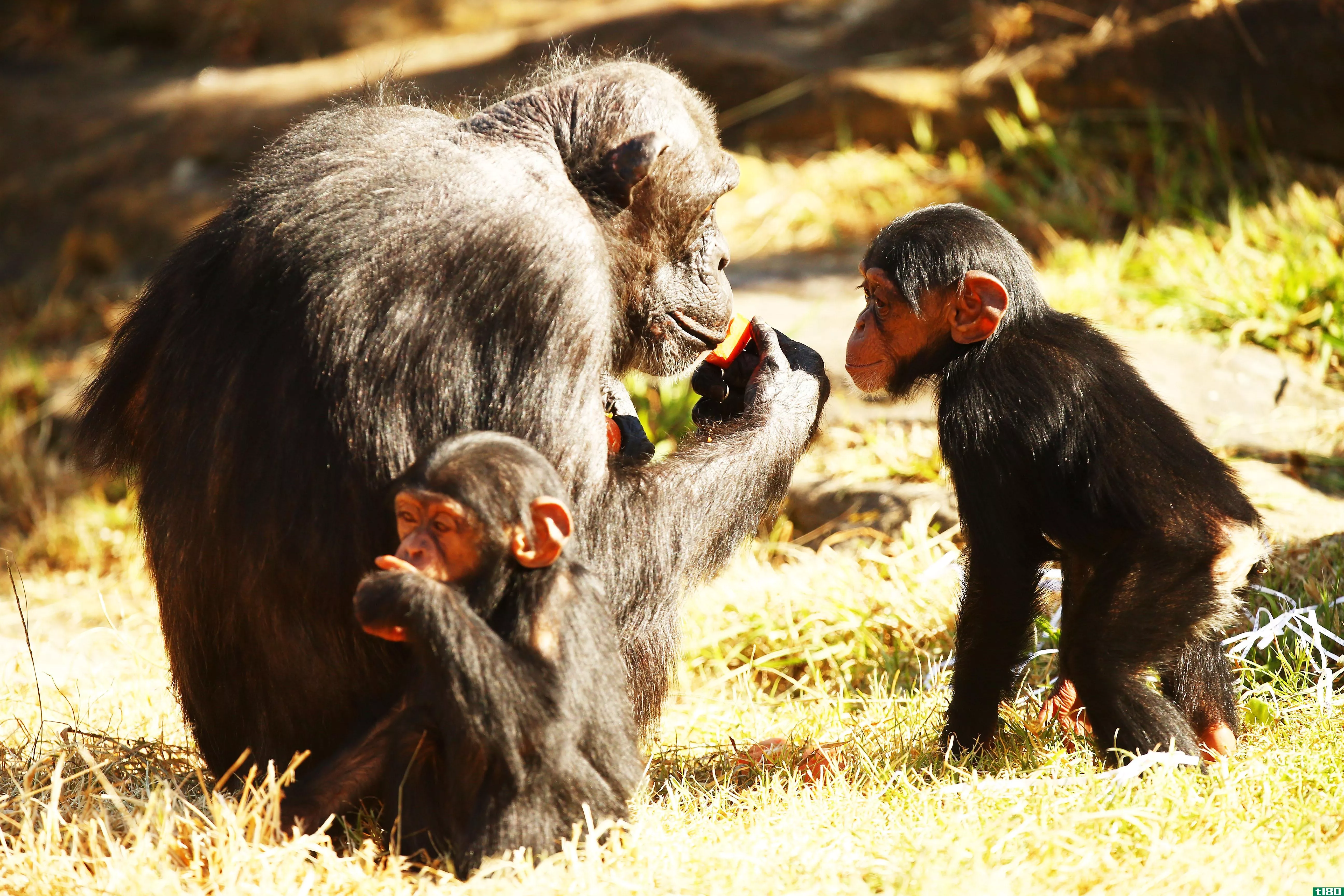 黑猩猩识别彼此的屁股就像我们识别面孔一样